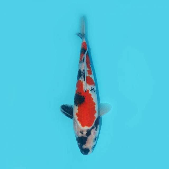 SHOWA TATEGOI BENI HALUS 29 CM MALE