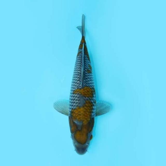 OCHIBA GOOD FUKURIN 30 CM FEMALE