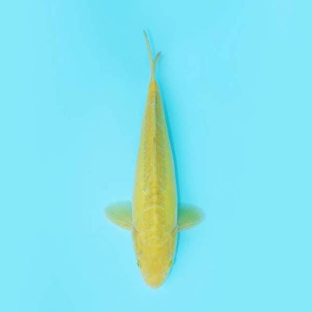 KARASHI RING NAGA 33 CM MALE