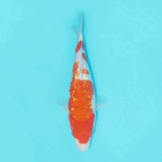 KOHAKU GINRIN 26CM FEMALE
