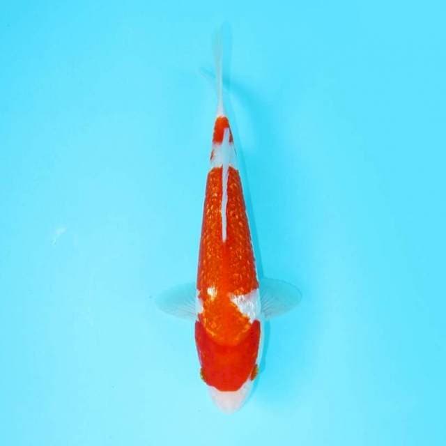 KOHAKU GINRIN STRONG 23 CM MALE