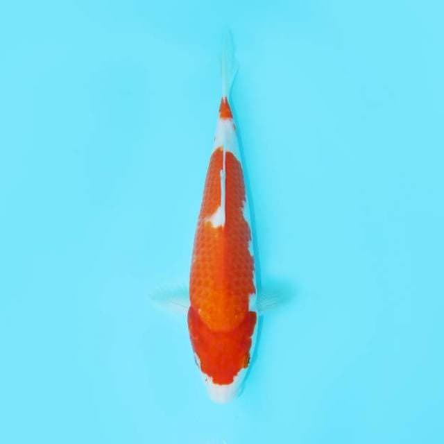 KOHAKU GINRIN 22 CM FEMALE