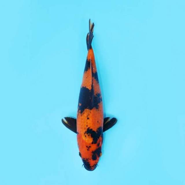 HI UTSURI HQ 36 CM FEMALE