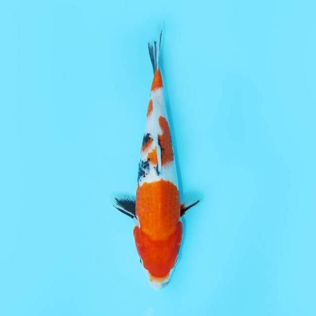 SHOWA TATEGOI 27 CM FEMALE