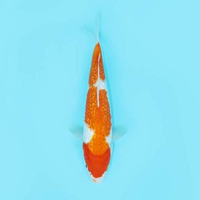 KOHAKU GINRIN SANDAN 27 CM FEMALE