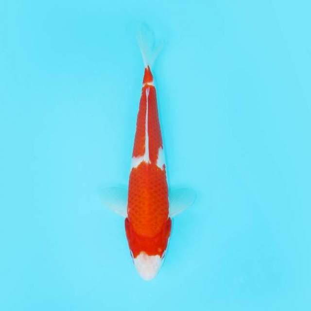 KOHAKU MERAH STRONG 27 CM MALE