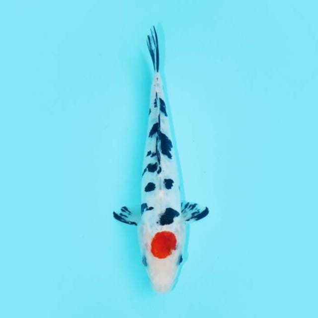 TANCHO SANKE DOITSU 20 CM FEMALE