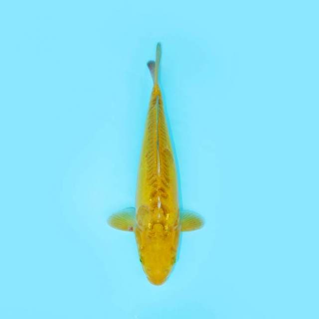 KAWARIMONO SISIK NAGA 36 CM FEMALE