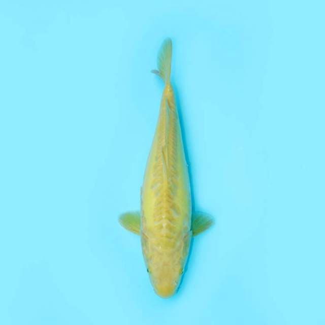 KARASHI DOITSU 34 CM FEMALE