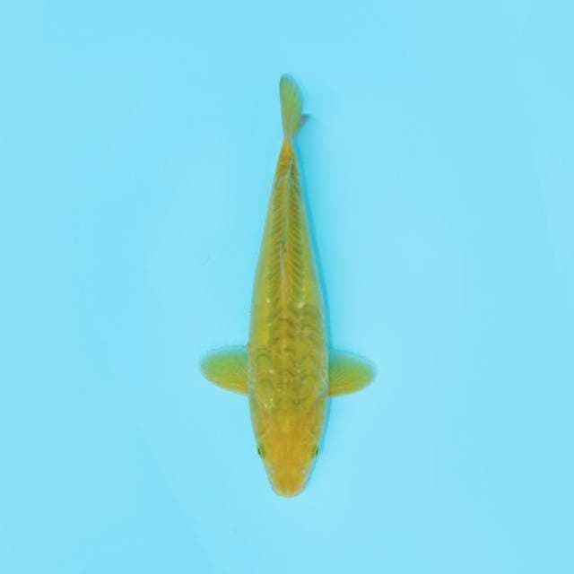 MIDORI SISIK NAGA 29 CM MALE