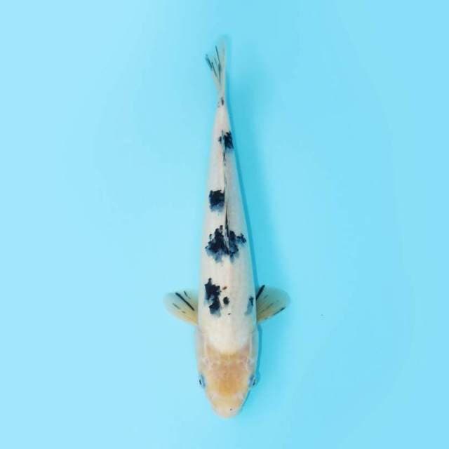 BEKKO 33 CM FEMALE