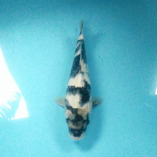 Shiro, 29 cm