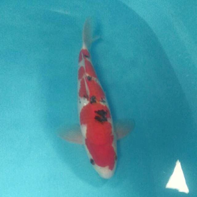 Sanke, male 36 cm