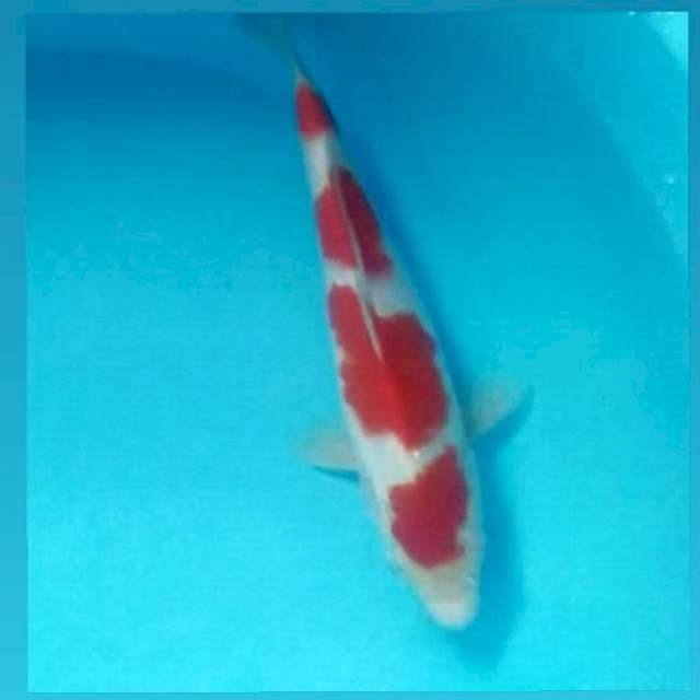 Kohaku, male 25 cm