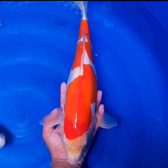 Kohaku Doitsu 42cm