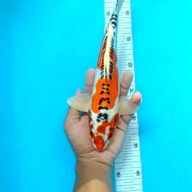 Hikari padat show