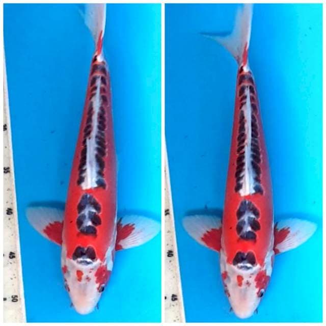 UNIQUE HANA SHUSUI 40BU