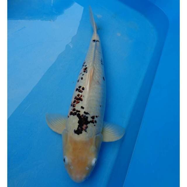 Jumbo Budo Goromo F1