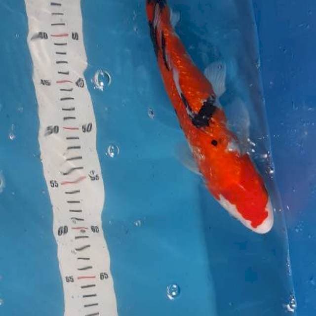 Showa 32cm