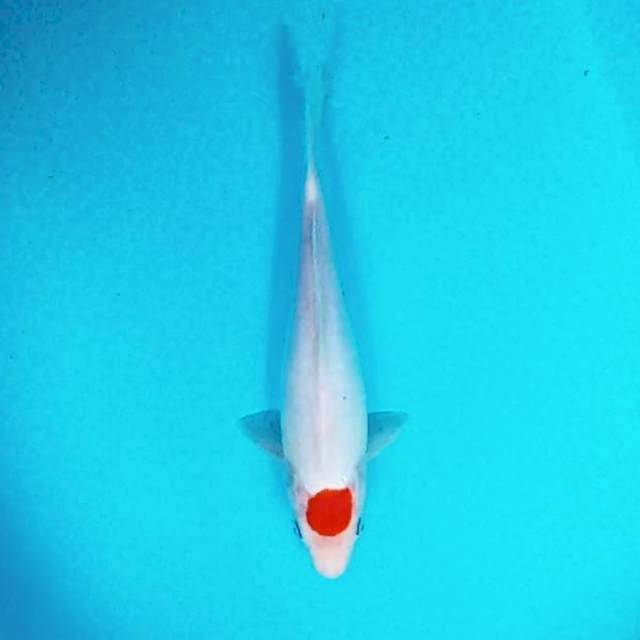 Tancho Kohaku # 27cm