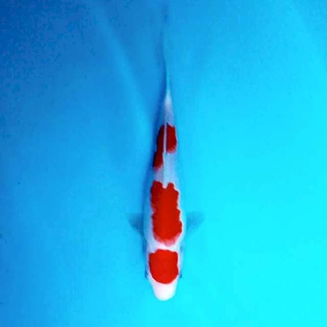 Kohaku # 25cm