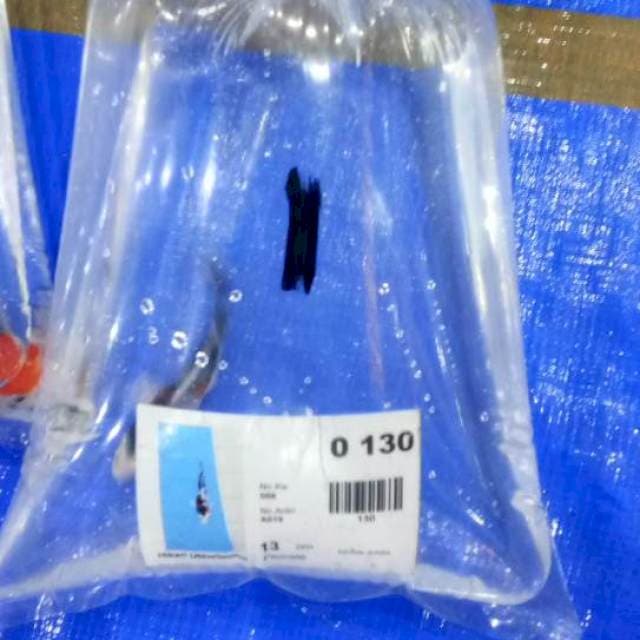 Hikari utsurimono serti 13cm