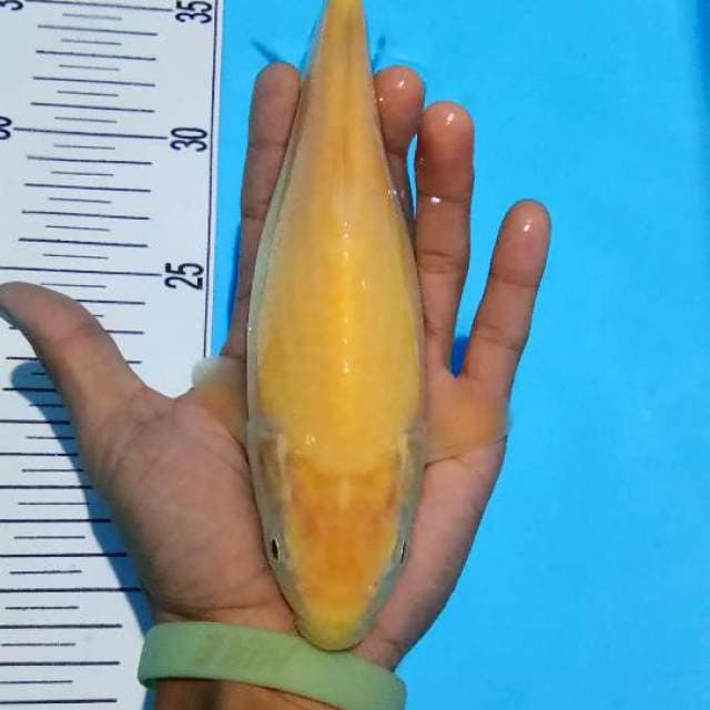 Karasi mata merah20cm