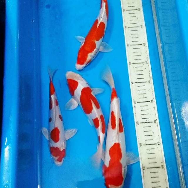 Ki kushui cantik merah bagus
