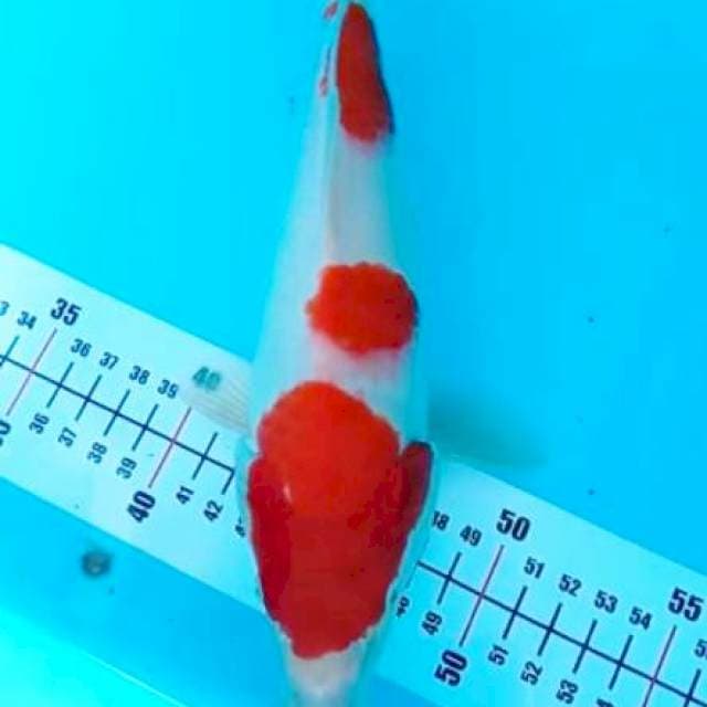 Kohaku bakat jumbo merah