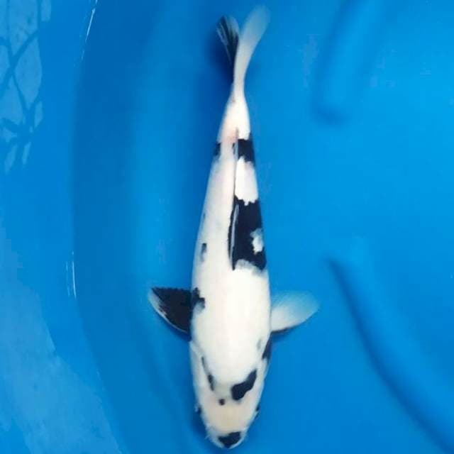 Shiro 37cm snow white