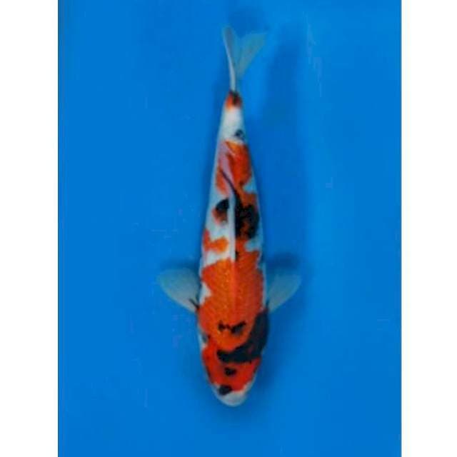 Showa sanshoku bahan keeps 27cm male