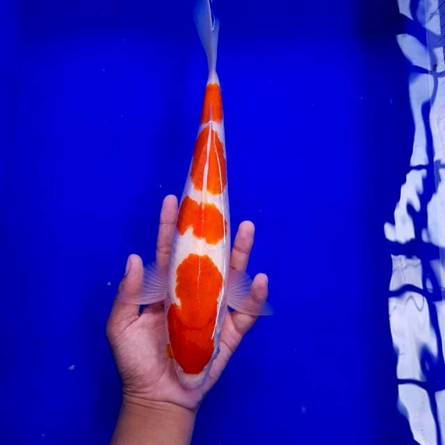 Yondan Kohaku 33cm