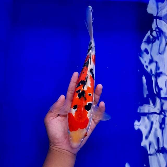 Shanke Tsubosumi 30cm