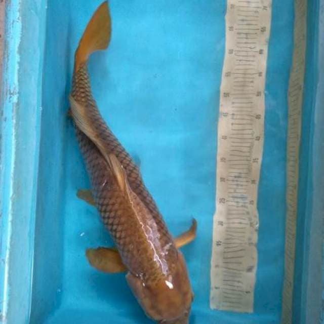 OGATA CHAGOI 76cm Indukan