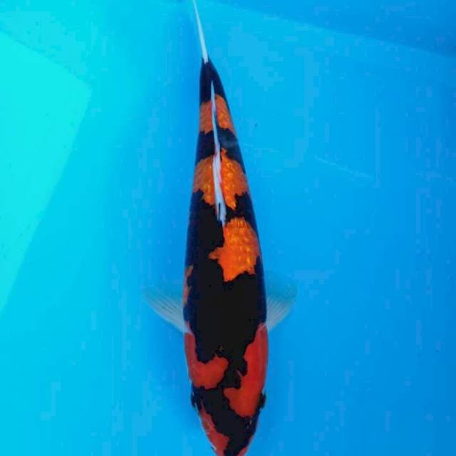 HI SHOWA GINRIN SQ 35 CM