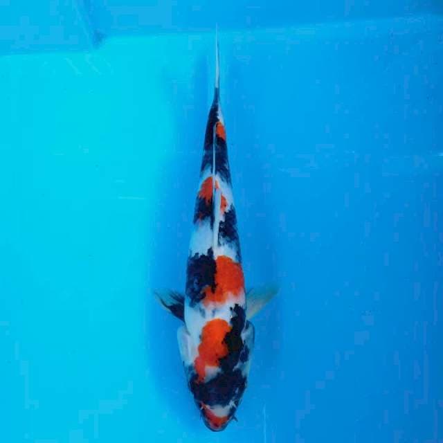 SHOWA Show Quality 23 CM