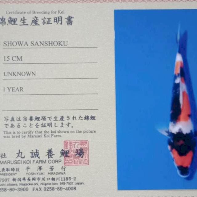 Showa import marusei farm