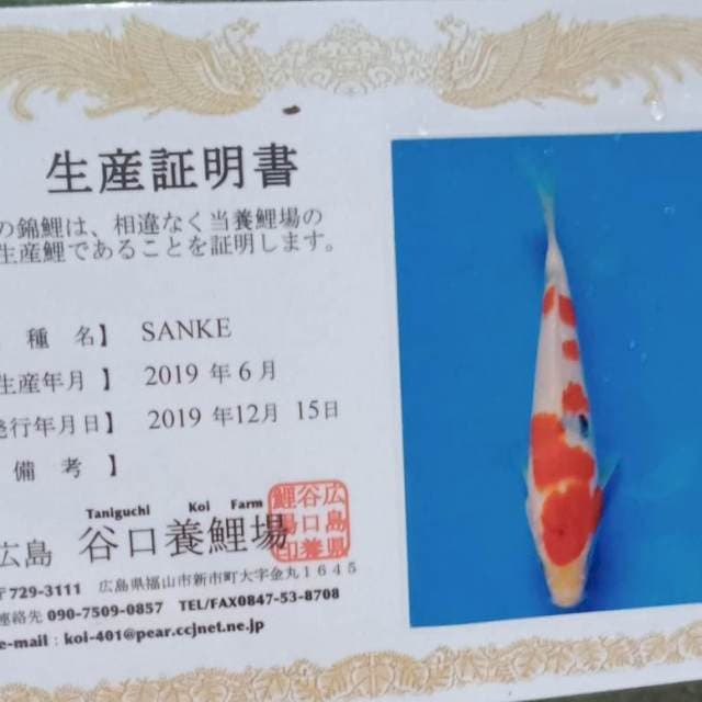 Sanke import taniguchi farm