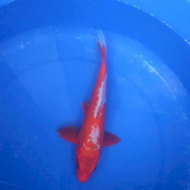 Sk hansui