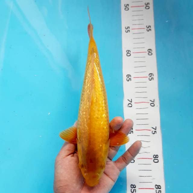 Yelow ginrin*26cm