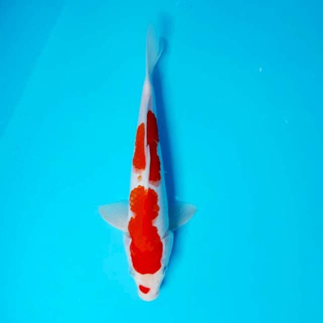 Kohaku 26 cm