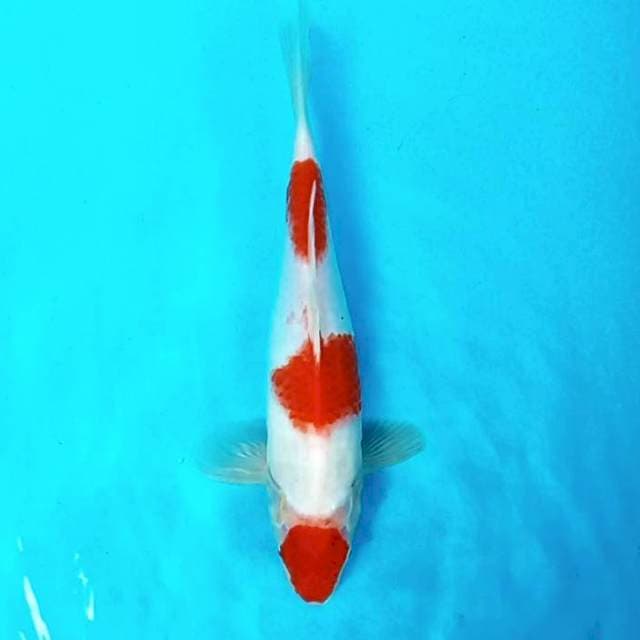 3. Maruten Kohaku || 30 cm