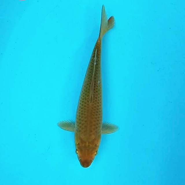 4. Chagoi || 32 cm
