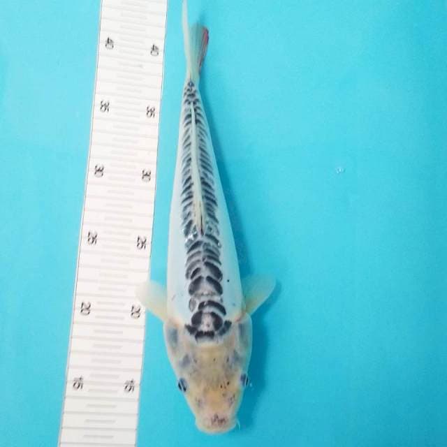 Shusui 32cm
