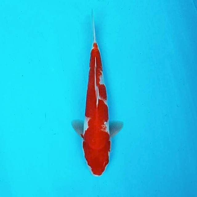 7. Kohaku || 35 cm