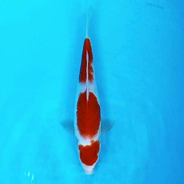 9. Kohaku 3 step || 33 cm