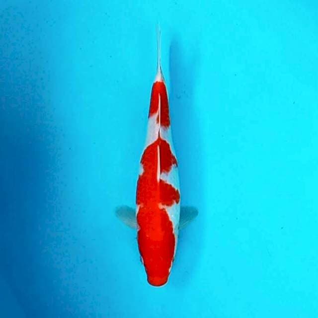 10. Kohaku || 30 cm