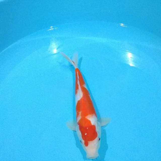 kohaku 26cm