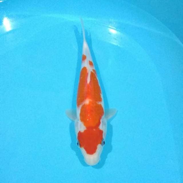 kohaku25cm