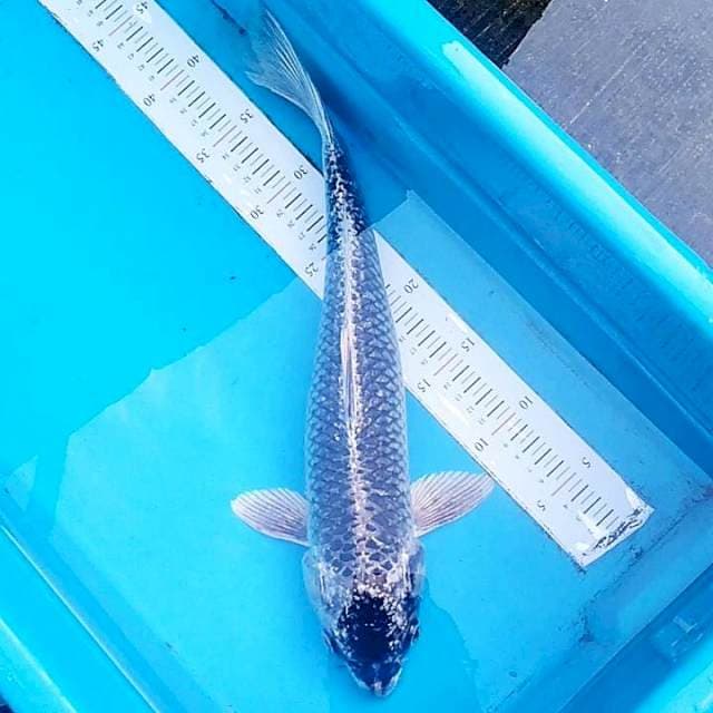 Gin Matsuba 43cm